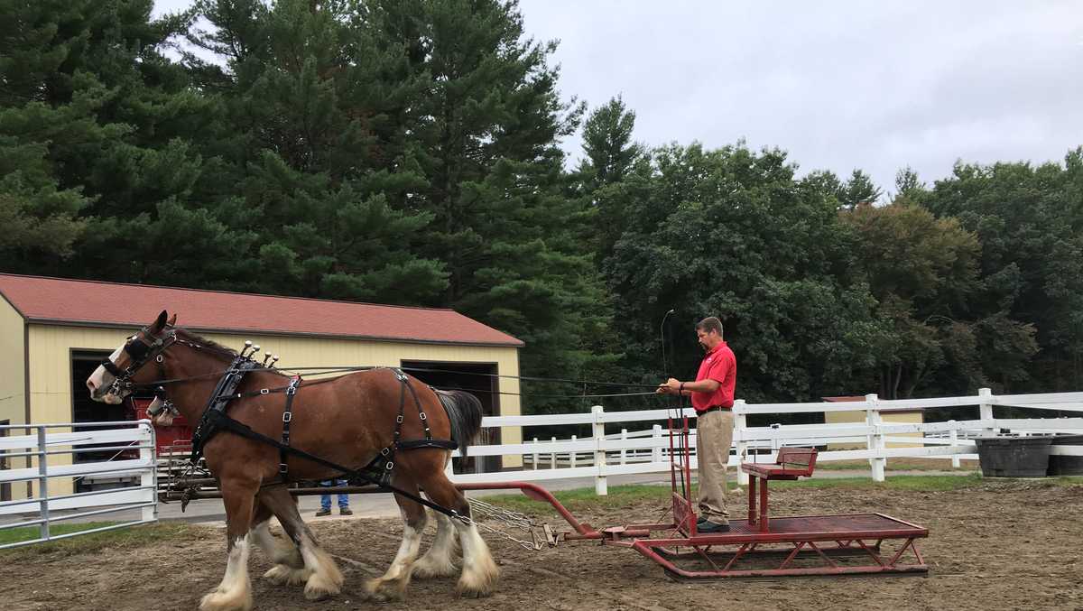 Anheuser-Busch discontinues Clydesdale tail docking