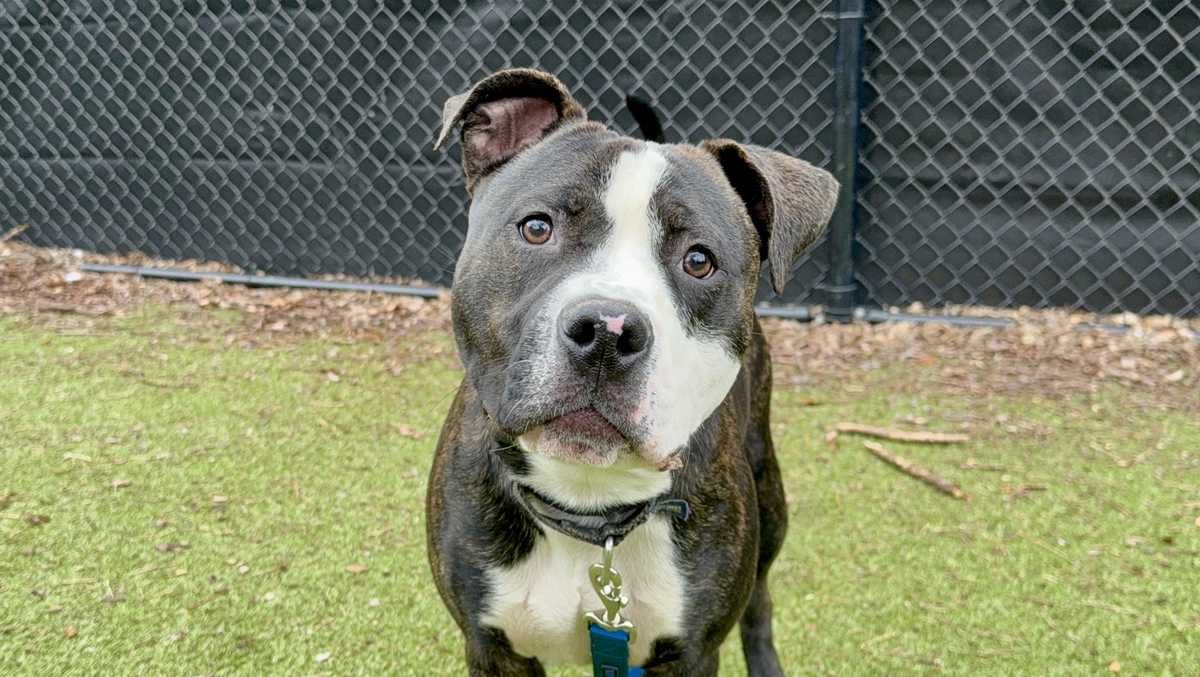 'Sweet, fun, smart and energetic': Meet Blorbo, the Nebraska Humane Society's pet of the week