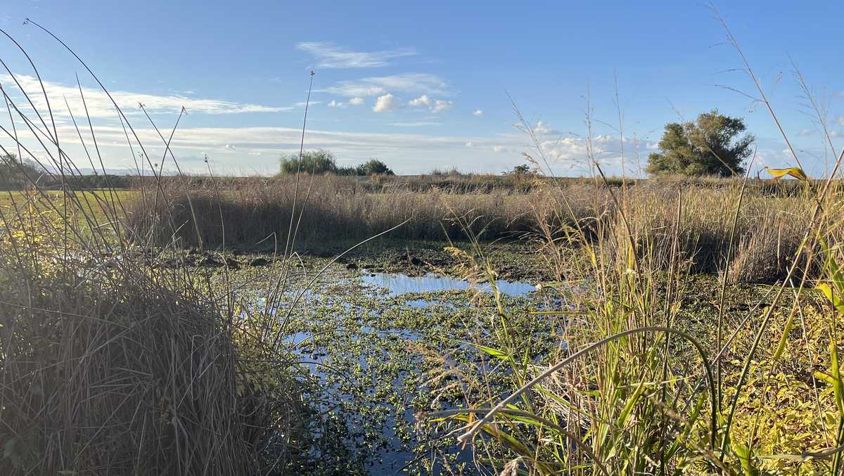 Pregnant woman dies after vehicle sinks in San Joaquin County, CHP says