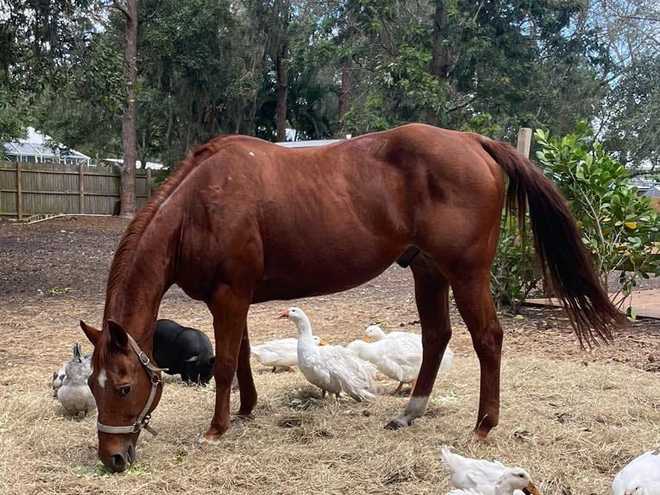 stolen horse st. lucie county stolen horse st. lucie county