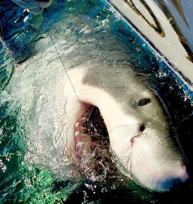 South Carolina fisherman hooks massive great white shark, hopes coverage  will help solve fatal hit-and-run case