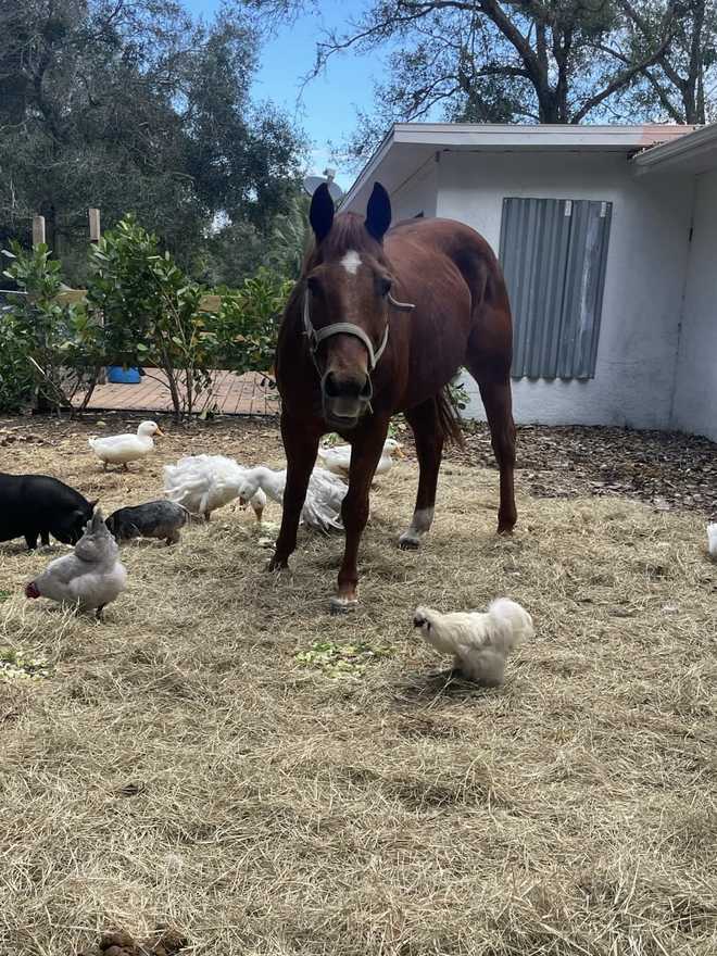 stolen horse st. lucie county stolen horse st. lucie county