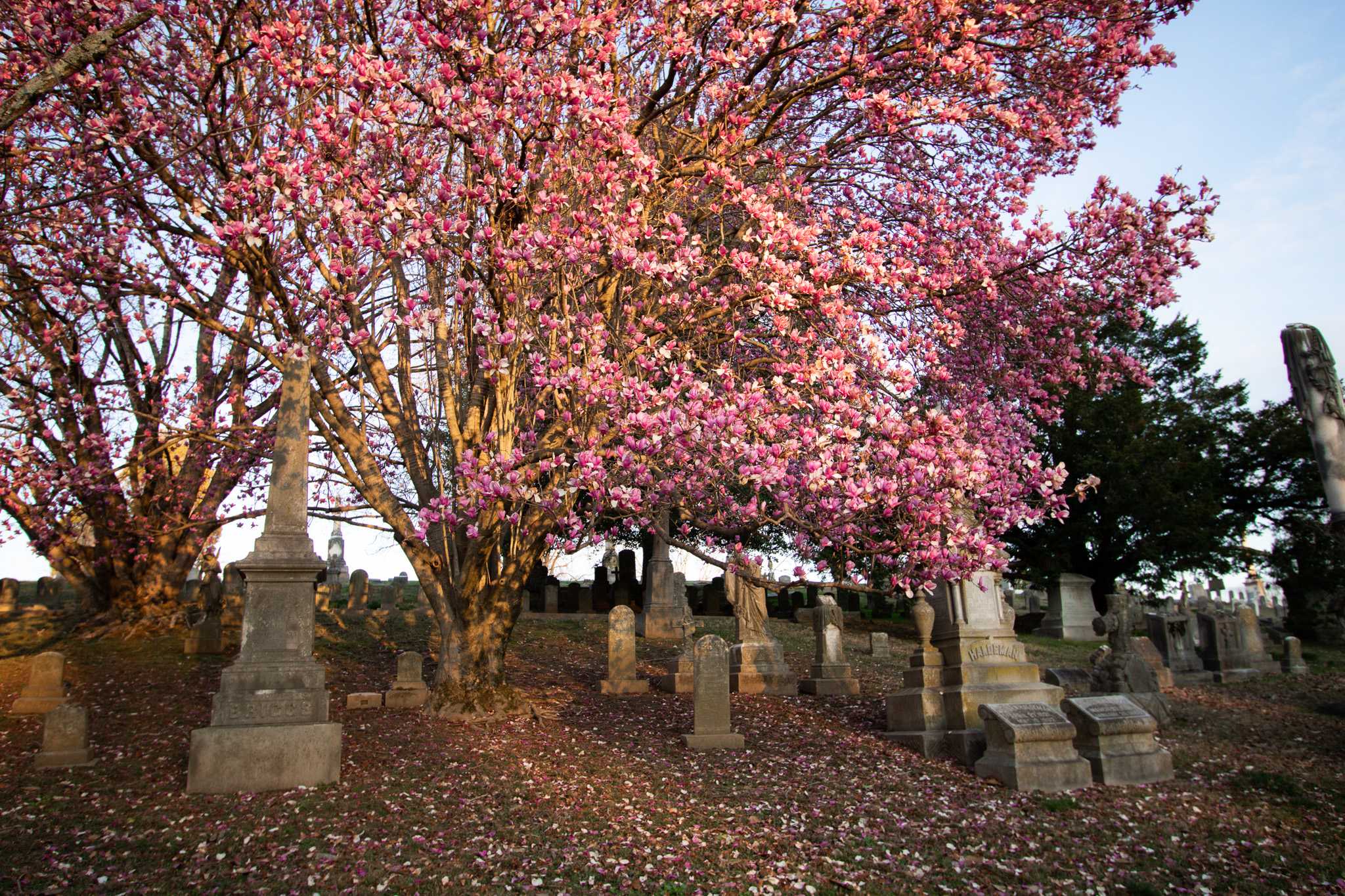 Under the Cherry Tree | Art UK
