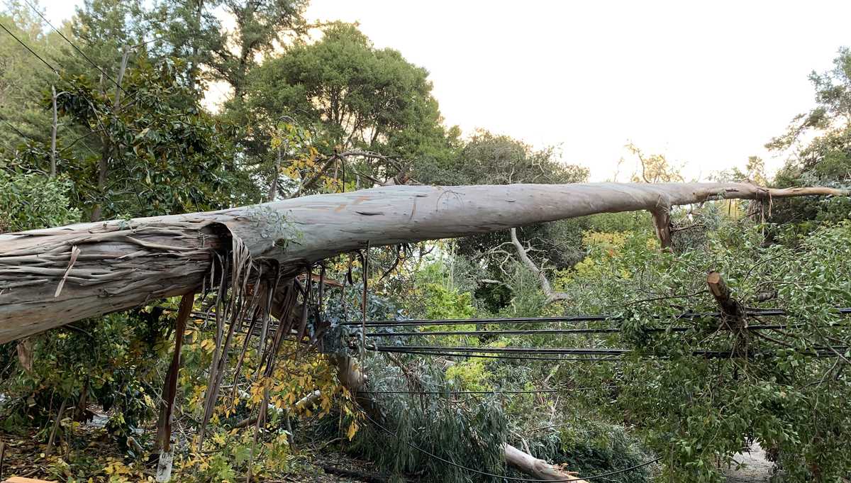Severe weather leaves trees snapped and thousands without power in ...
