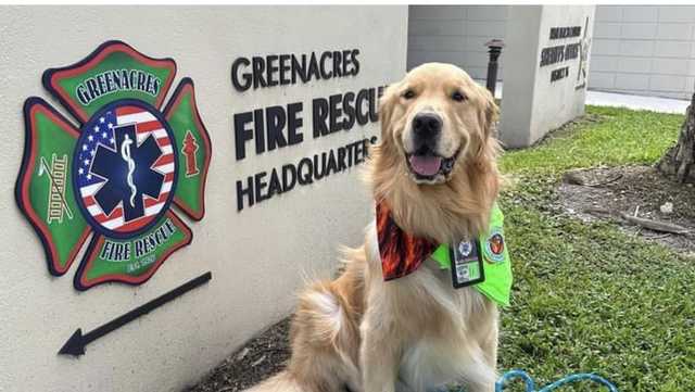 Therapy dog boosts mental health of Florida firefighters - Vimarsana News