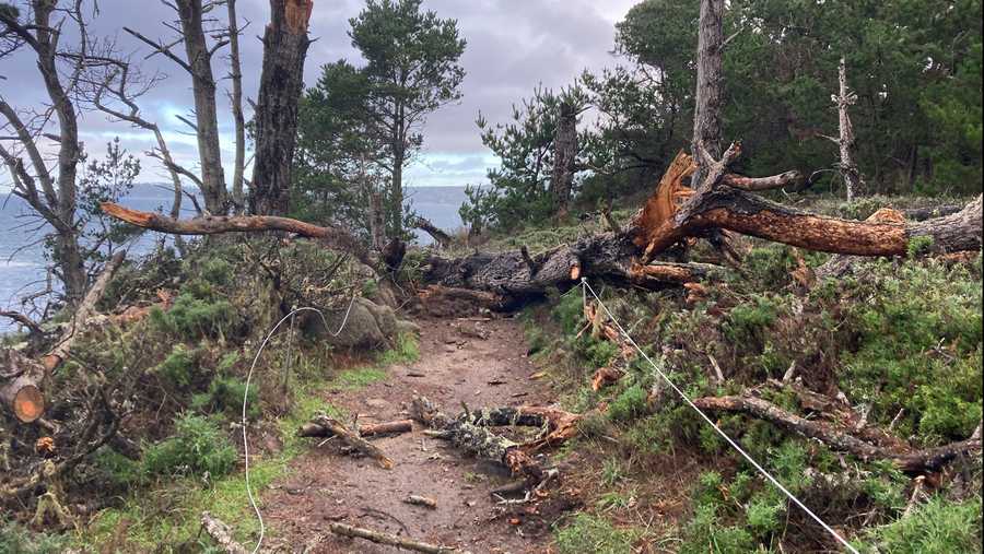 trail and tree damage in point lobos has closed the park for christmas weekend, dec. 24