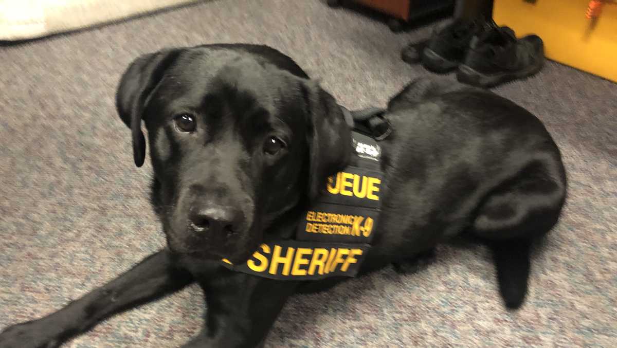 Greenville has only Electronic Detection K-9 in South Carolina