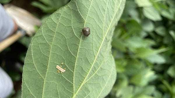 Kudzu bugs: What they are and how you can get rid of them