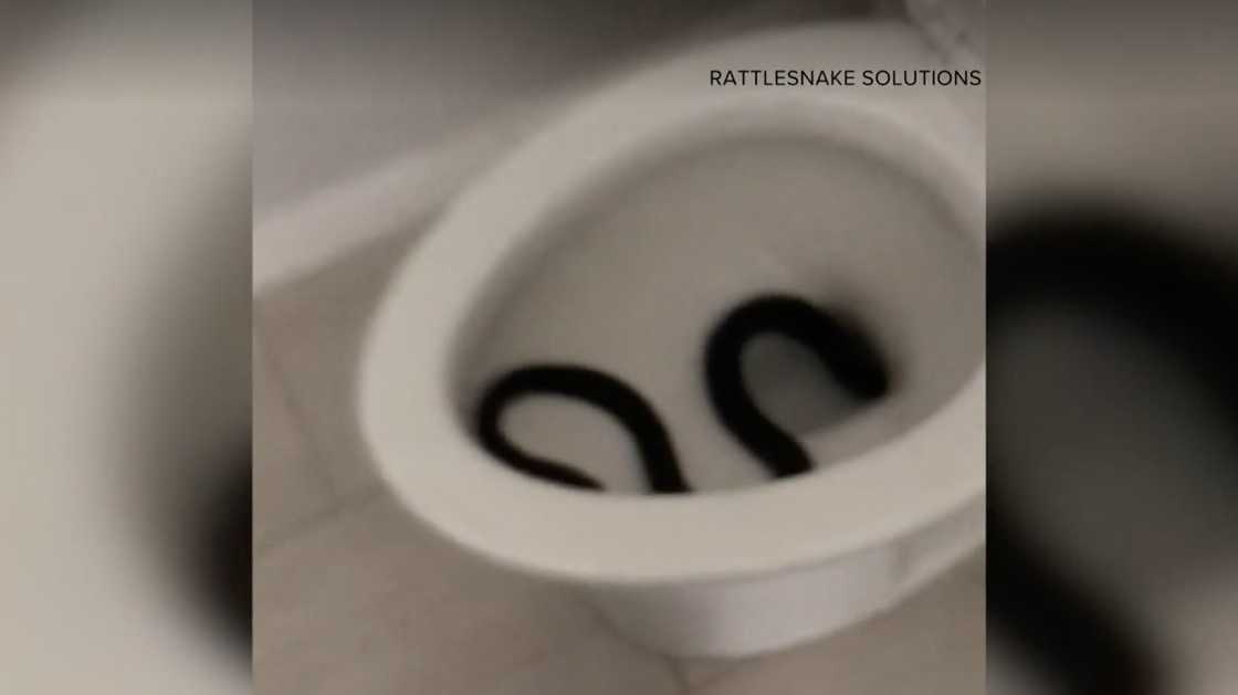 Homeowner finds snake in toilet