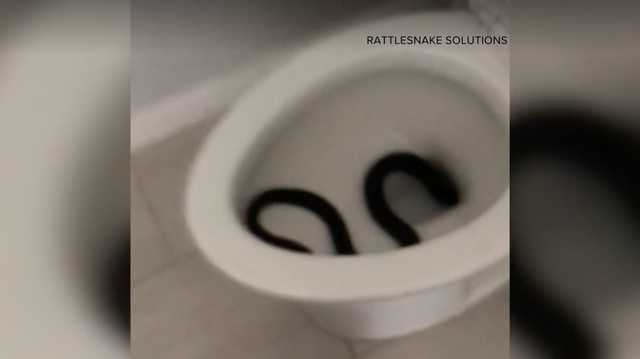 Surprise! Rattlesnake in a toilet