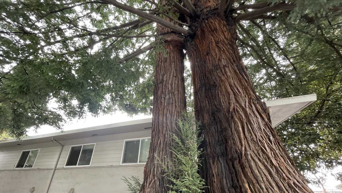 Coastal redwood named Tom to be chopped after Santa Cruz city