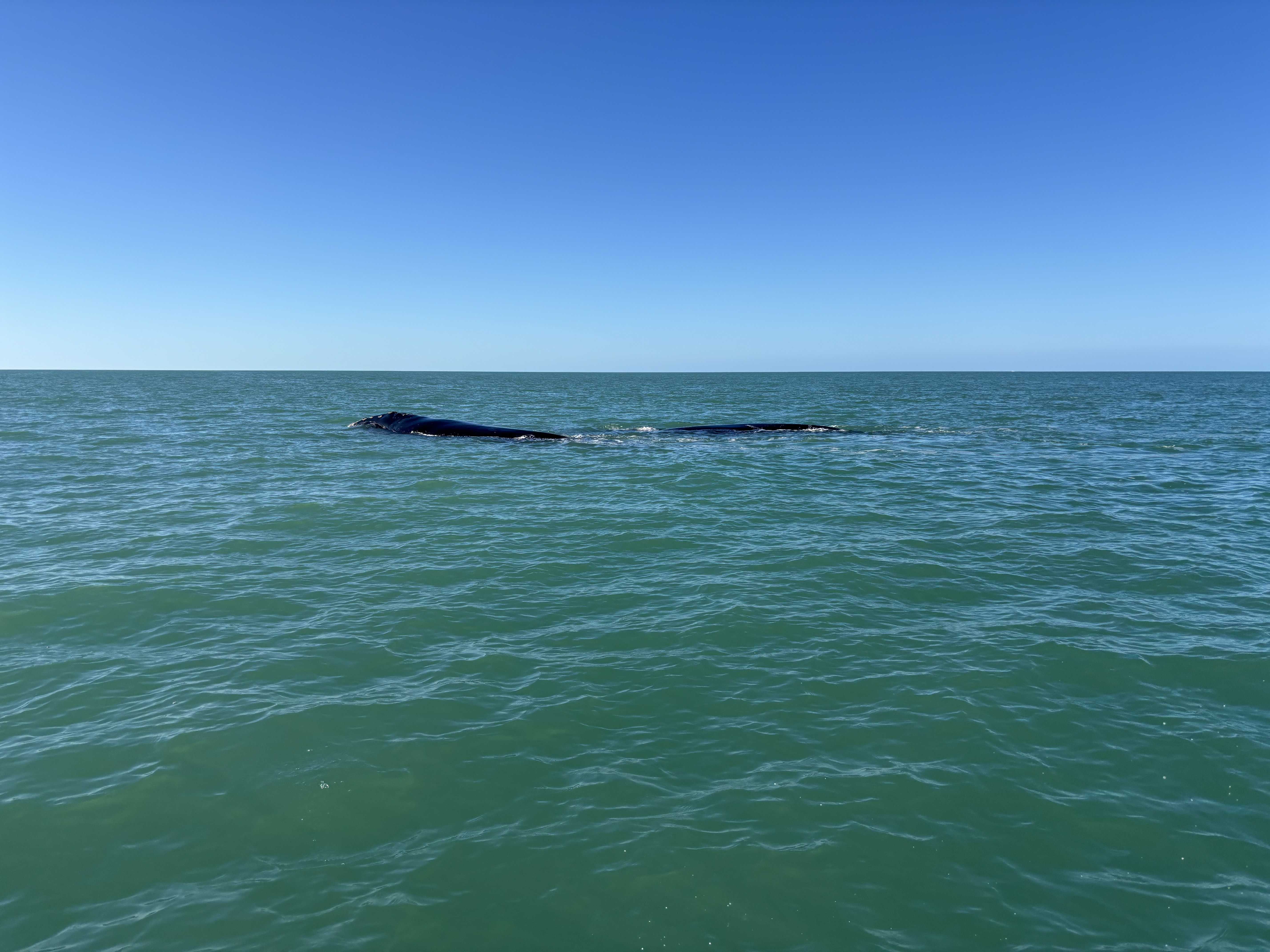2 endangered North Atlantic right whales, calf are spotted off Florida coast