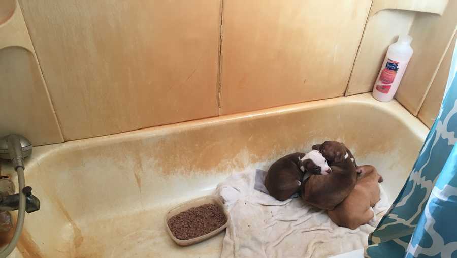 Puppies rescued from illegal pet shop in Skowhegan