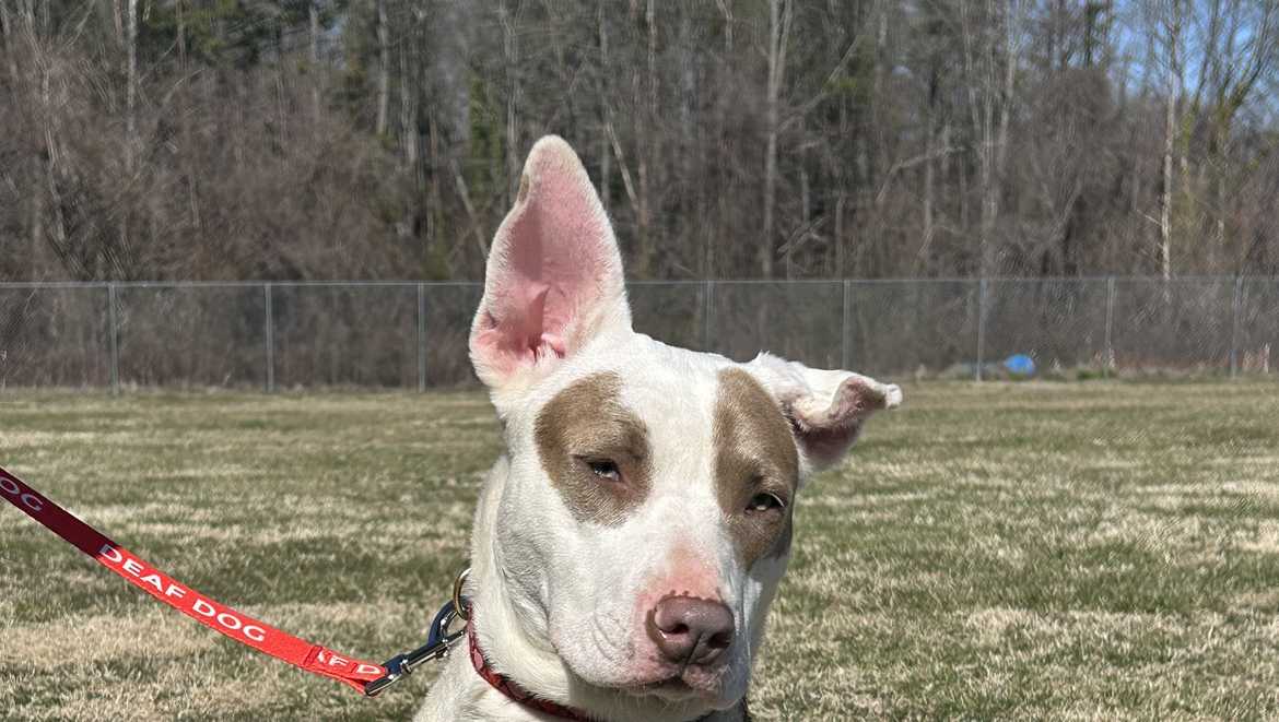 Meet Simone: Deaf dog thrives at inmate training program in Forsyth County