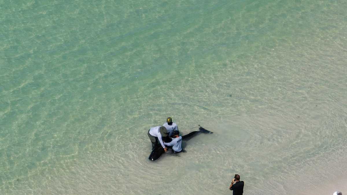 Small whale beached along shore of Pelican Bay in Collier County