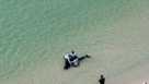 UC Breaking - Small whale stranded in shallow waters along Pelican Bay