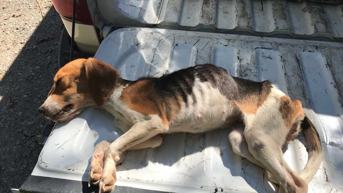 Leitchfield man accused of animal cruelty; several dogs seized