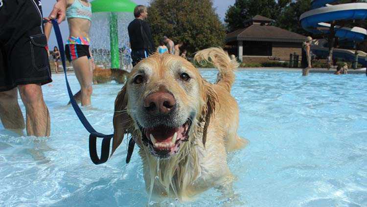 Photos: Northwest Aquatic Center Doggie Dive