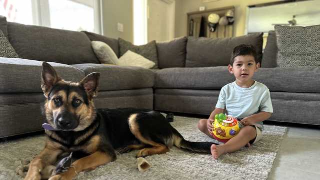 Florida rescue dog being trained to detect seizures in 4-year-old - Vimarsana News