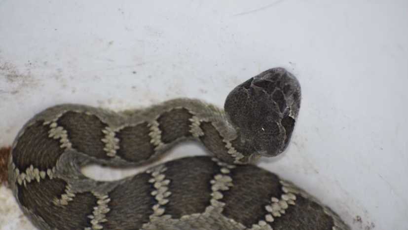 what to do if you run into a rattlesnake