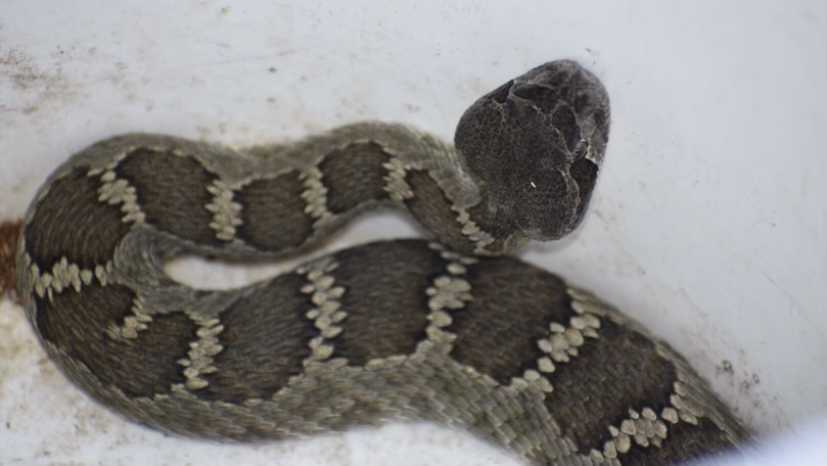 With warmer temperatures, more people are getting out to enjoy the great outdoors but it’s also the time of year you’re most likely to run into a rattlesnake.