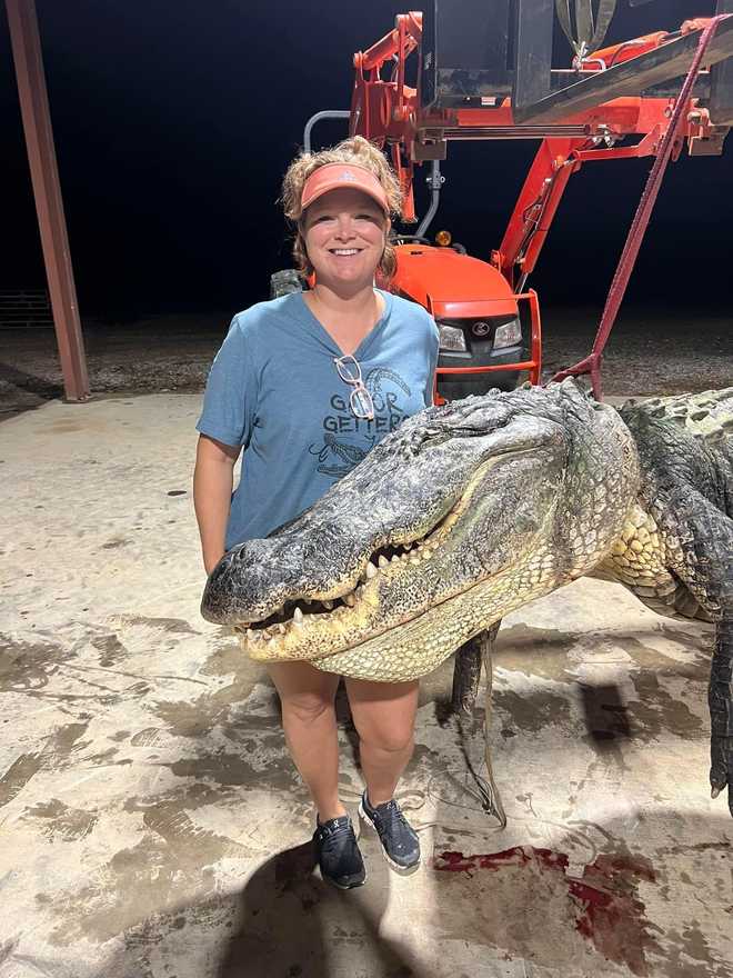 14&#x20;foot&#x20;alligator