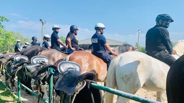 Behind the scenes of NOPD's Mounted Unit training - Vimarsana News