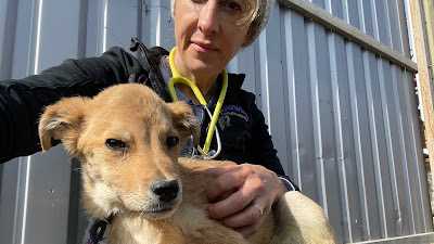 Maryland veterinarian helped rescue animals in war-torn Ukraine