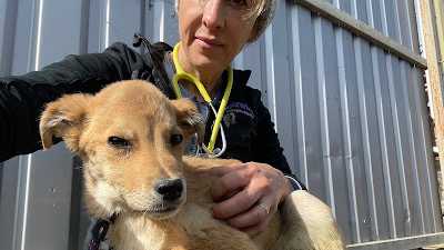 Maryland veterinarian helped rescue animals in war-torn Ukraine