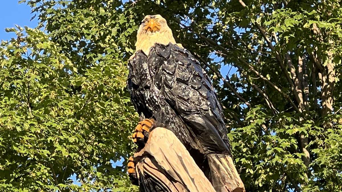 [AFTERMATH] AFTERMATH PIG DYED BALD EAGLE TEE /追跡付 Chainsaw artist turns dying tree into new sculpture