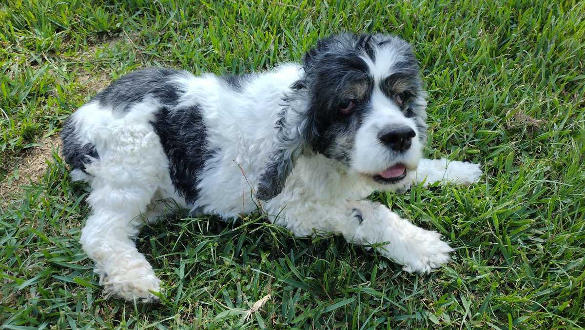 Humane Society of Louisiana offering $1,000 reward for identity of owners of blind dog abandoned during Ida