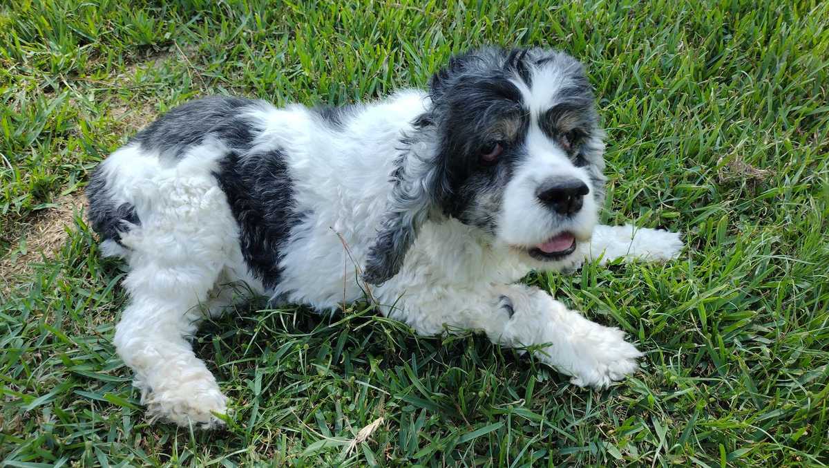 Humane Society of Louisiana offering $1,000 reward for identity of owners of blind dog abandoned during Ida Humane Society of Louisiana offering $1,000 reward for identity of owners of blind dog abandoned during Ida