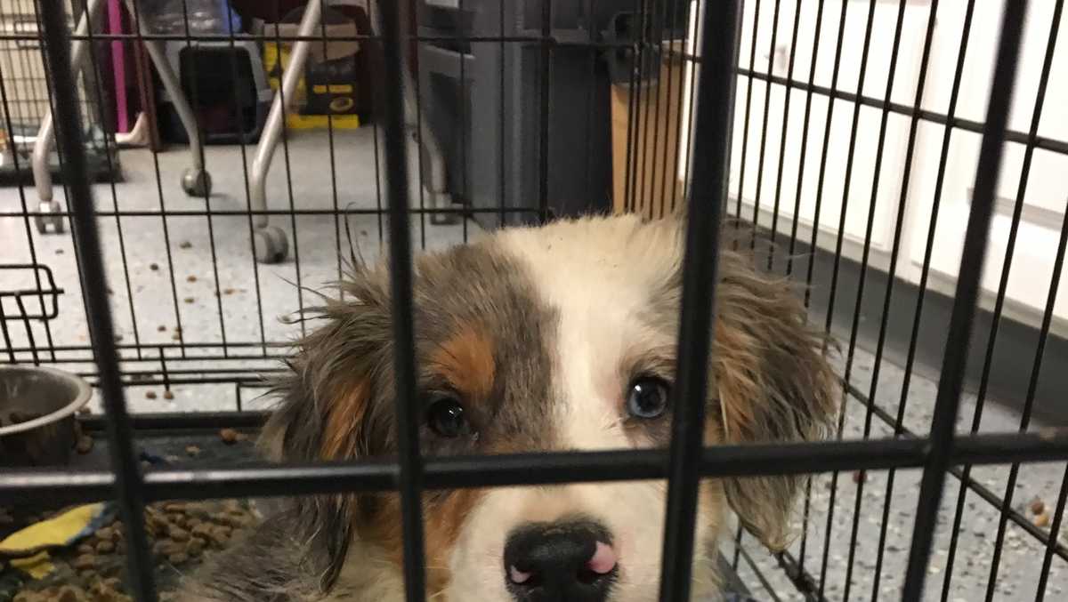 Police find 52 dogs in Pleasant Prairie home
