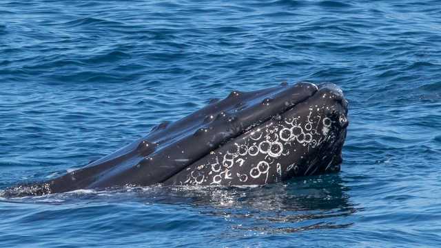 Curious humpback whales visit whale-watching tour on West Coast - Vimarsana News