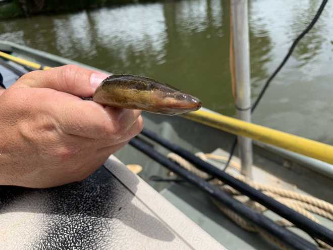 Swamp eel
