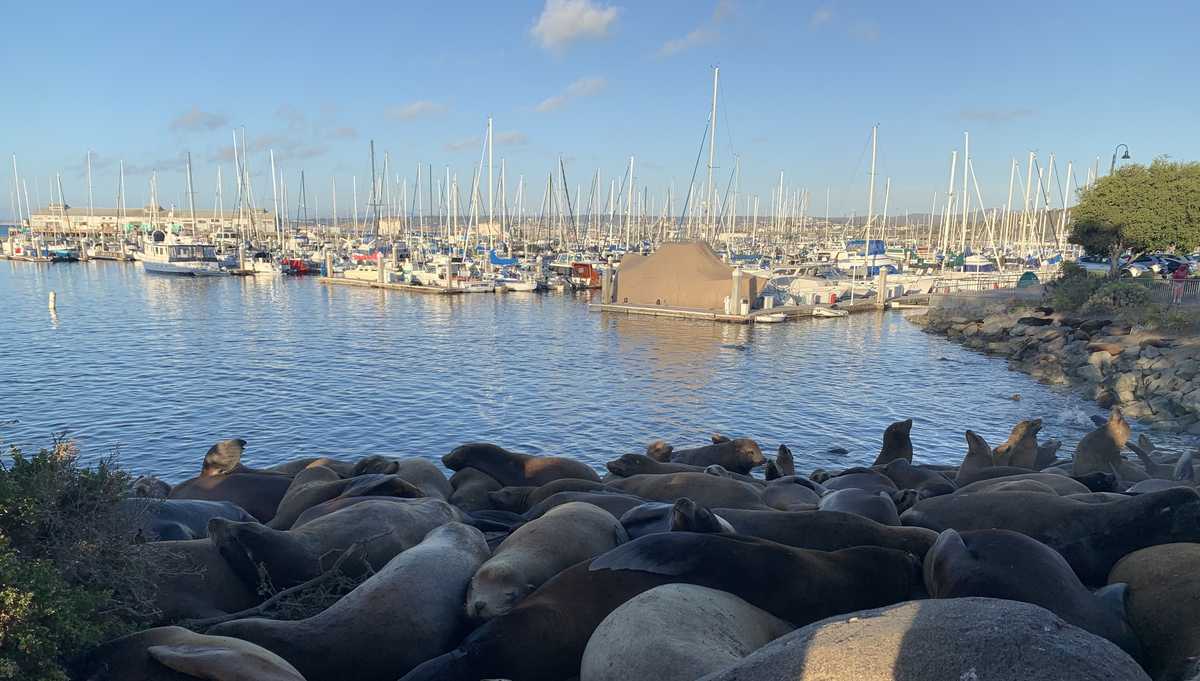 Massive, rare sea lion unexpectedly appears at CA pier