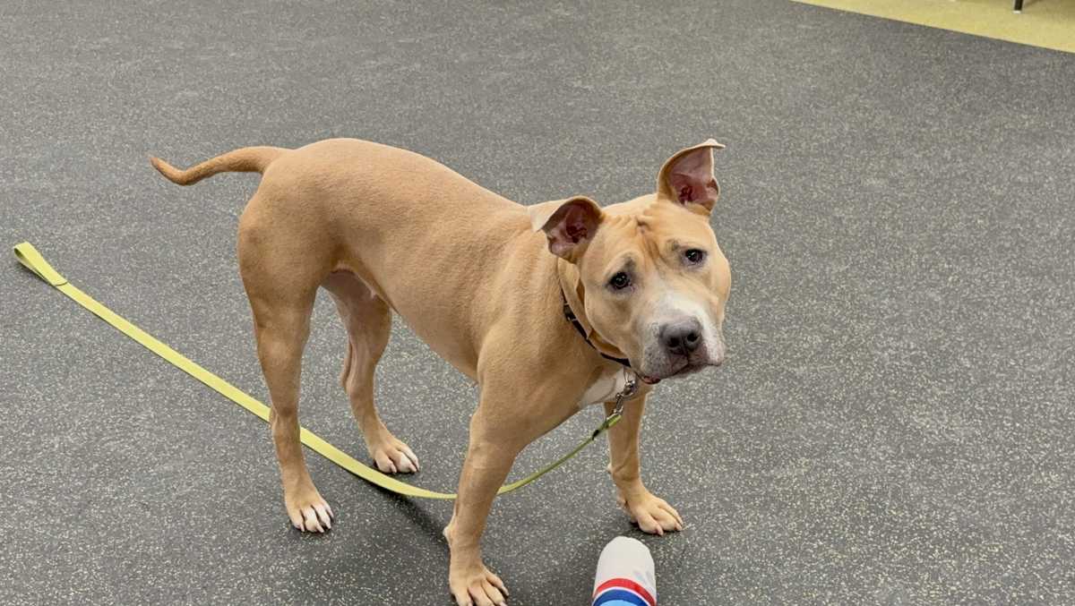 A sweetie pie: Meet Delilah, the Nebraska Humane Society's pet of the week