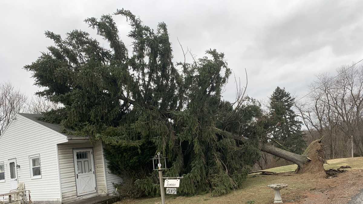 PHOTOS: Trees, wires down across region from strong winds; high wind