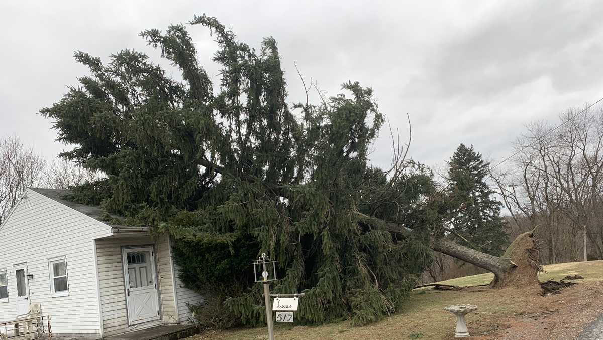 PHOTOS Trees, wires down across region from strong winds; high wind