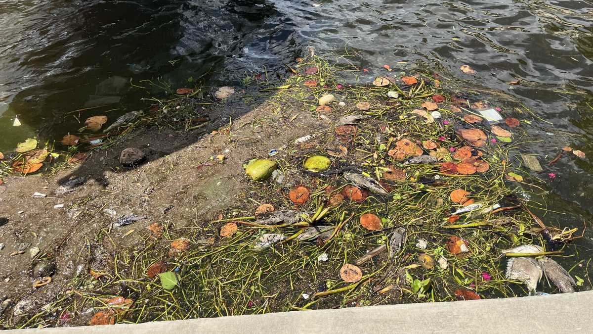 Algal blooms in Cape Coral spark concerns over toxic water and dead fish