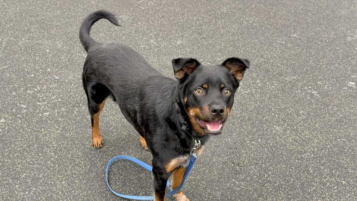 Very affectionate and energetic: Meet Blaze, the Nebraska Humane Society's pet of the week