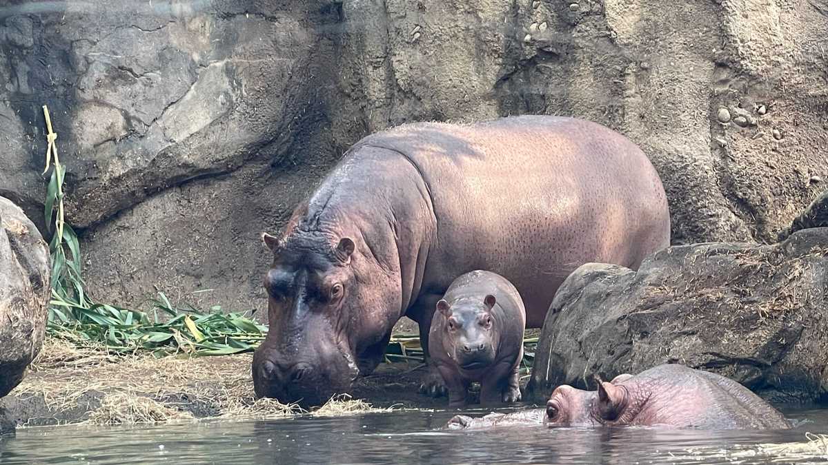 PHOTOS Cincinnati Zoo baby hippo Fritz's dad Tucker joins the bloat