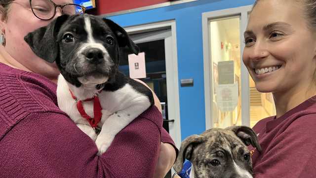 Double dose of adorable! These Maine puppies need homes - Vimarsana News