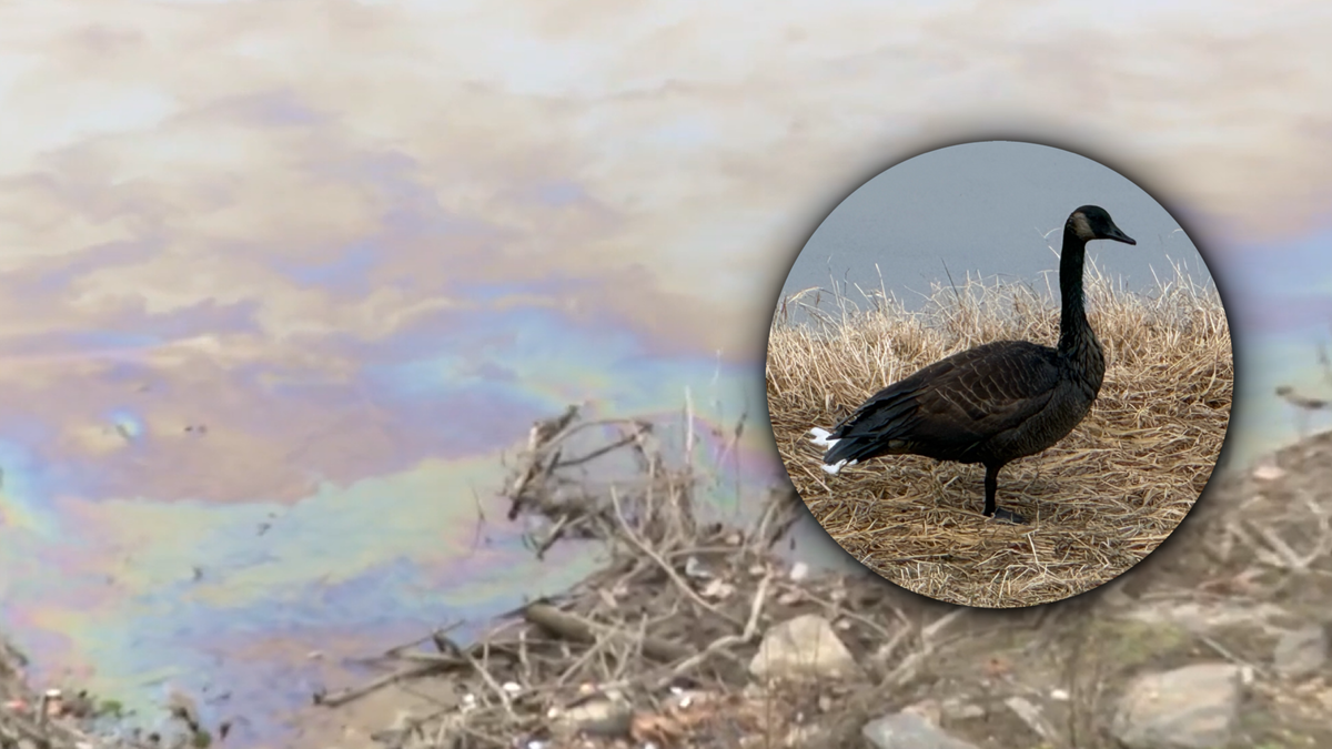 Oil sheen in creek raises concerns after massive salvage yard fire
