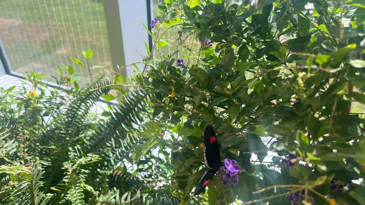 New Orleans Aquarium photos