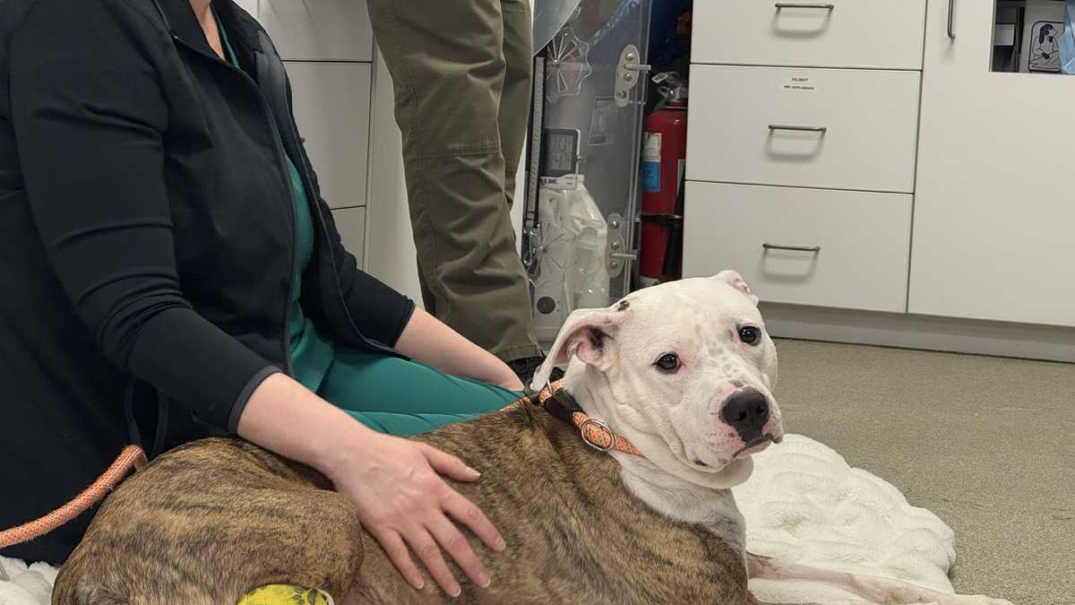 'Truly amazing': Dog recovering after being shot in head in Lincoln Heights
