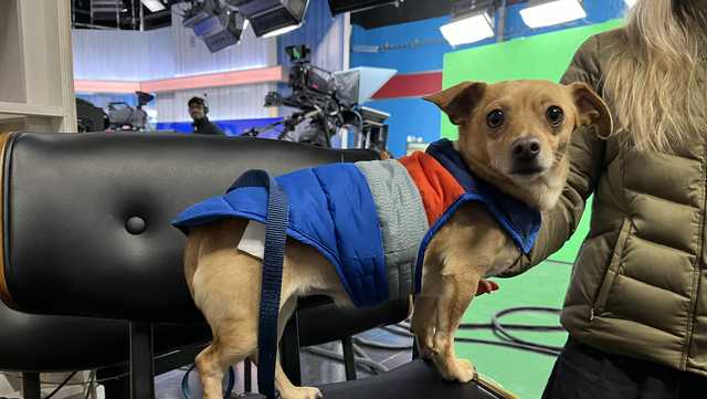 Can you take Robbie home? This Maine pup is ready to snuggle - Vimarsana News