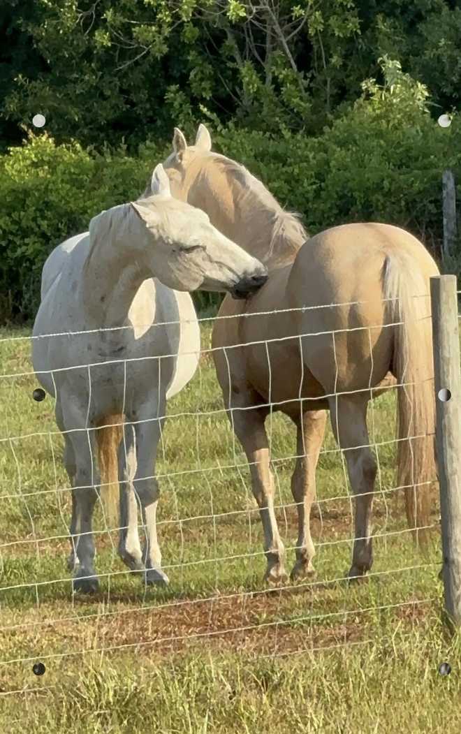 stolen horses Okeechobee County stolen horses okeechobee county