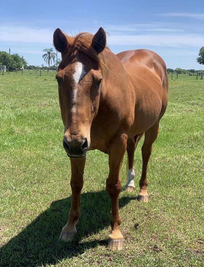 stolen horse okeechobee county stolen horse okeechobee county