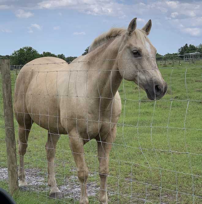 stolen horse okeechobee county stolen horse okeechobee county